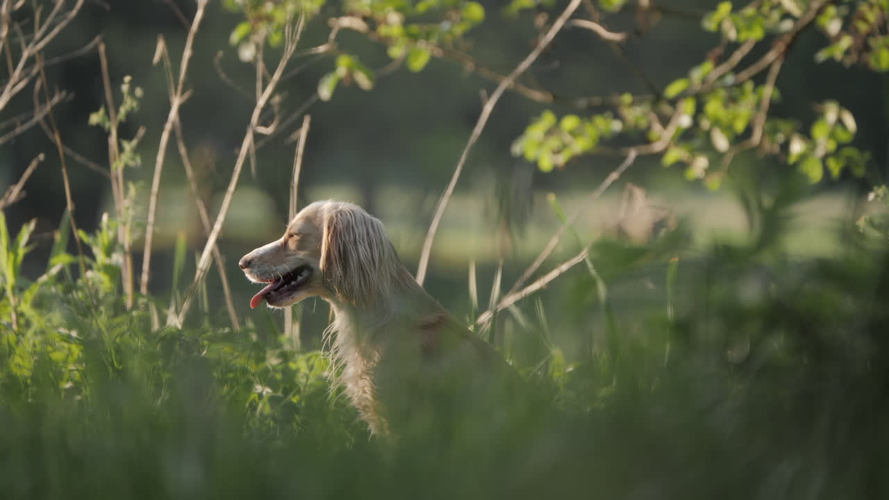 cocker spaniel dog panting in the forest