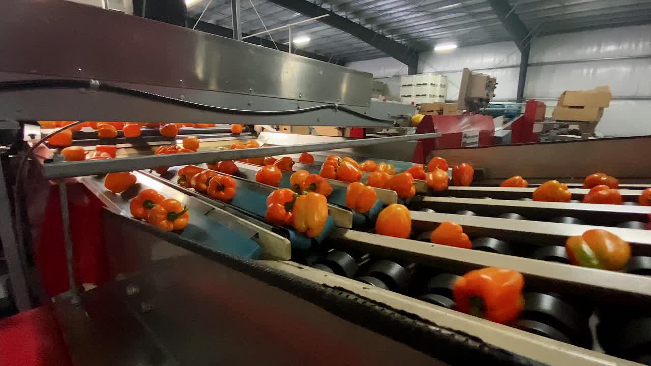 Kommerzielle hydroponische Gewächshausproduktion sortiert automatisch Paprika und Gemüse auf dem Förderband