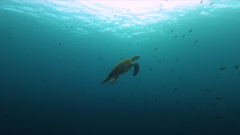 Tortuga-Marina-Nadando-Con-Banco-De-Peces-Tiro-Bajo-El-Agua-A-Cámara-Lenta