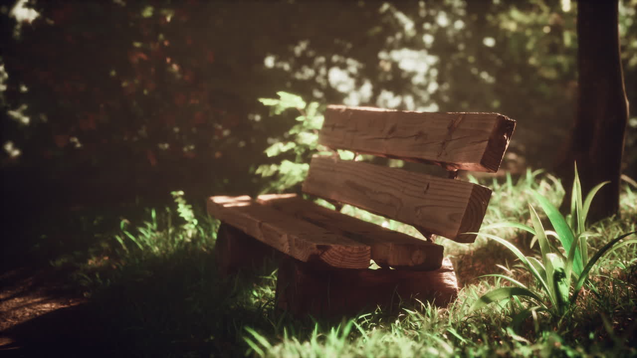 빛이 비치는 숲 속 의 평화로운 나무 벤치