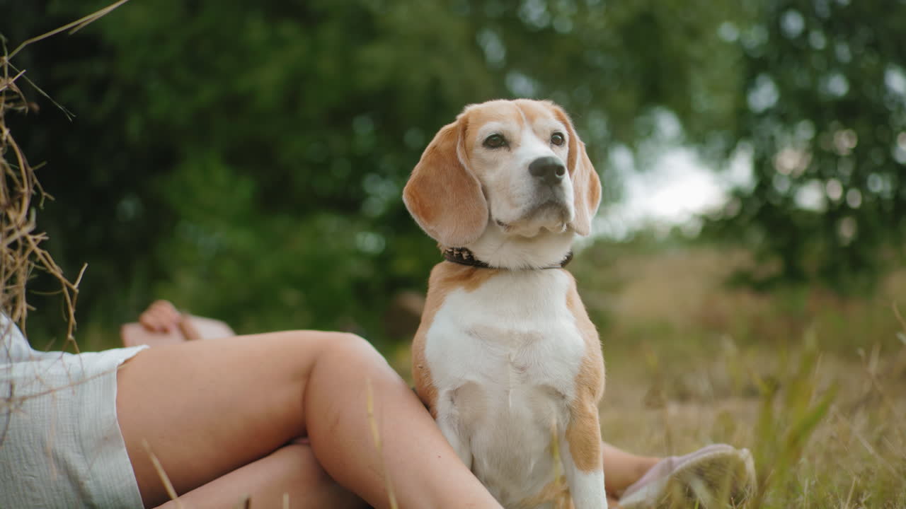 주의 깊게 앉아있는 개, 사려 깊은 표정으로 멀리 쳐다보고, 근처에 누워있는 사람의 다리와 다른 책 읽기, 부드러운 초점 배경의 나무