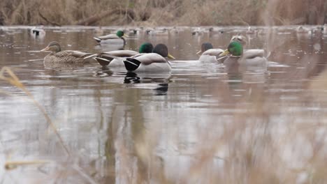 Anmutige-Enten-Schwimmen-Im-Frühen-Frühling-In-Einem-Ruhigen-Teich