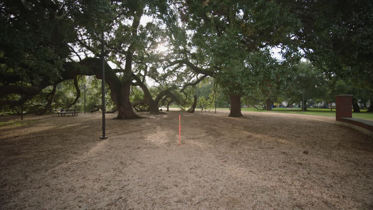parque con grandes robles en un día soleado
