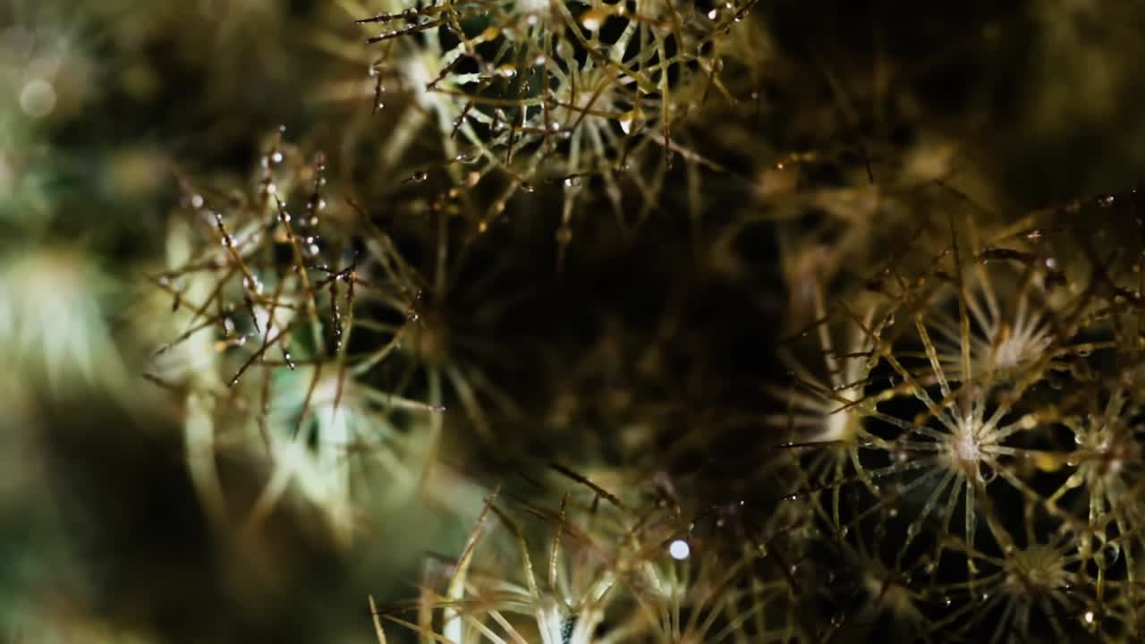 primer plano extremo de un cactus verde con muchas agujas afiladas