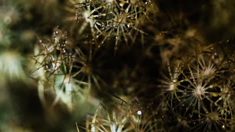 Primer-Plano-Extremo-De-Cactus-Verde-Con-Muchas-Agujas-Afiladas