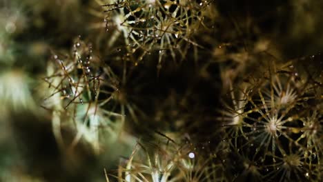 primer plano extremo de un cactus verde con muchas agujas afiladas