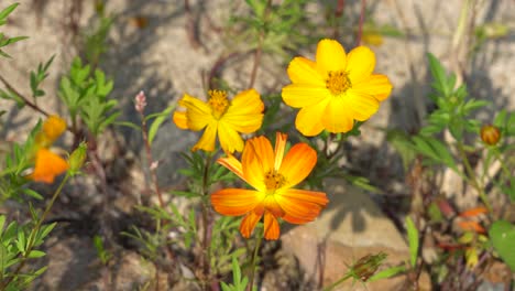 Abeja-De-Miel-Aterrizando-En-La-Flor-Del-Cosmos-Naranja-Para-Tomar-Polen-En-El-Campo-Salvaje-Al-Atardecer---Vista-Superior