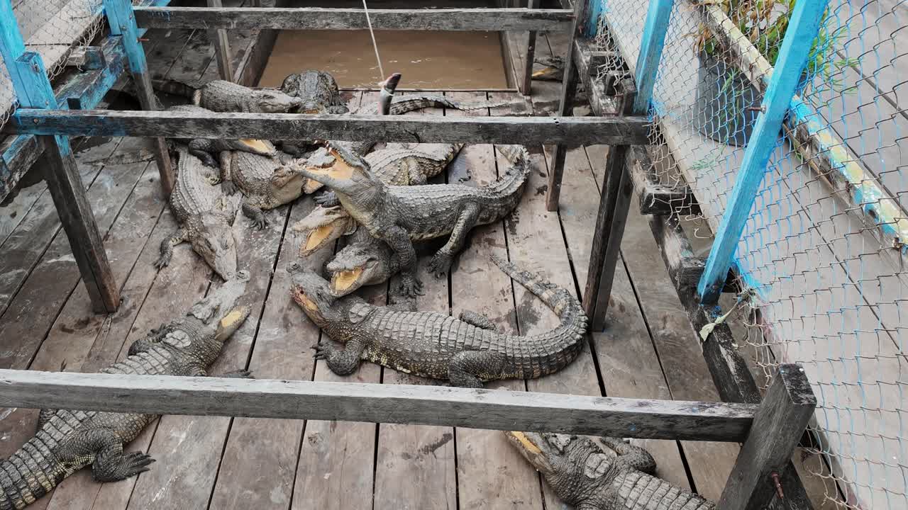 Siamese crocodiles crowd a wooden platform in a Cambodian enclosure, some with jaws open, eyes locked on the bait. A tourist dangles it from a rope, teasing them to snap in this amusement attraction.