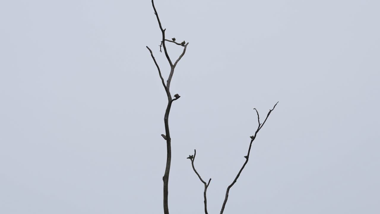 A silhouette of this flock resting on bare branches just before dark, Thick-billed Green Pigeon Treron curvirostra, Kaeng Krachan National Park, Thailand