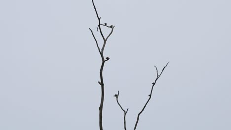 A-silhouette-of-this-flock-resting-on-bare-branches-just-before-dark,-Thick-billed-Green-Pigeon-Treron-curvirostra,-Kaeng-Krachan-National-Park,-Thailand