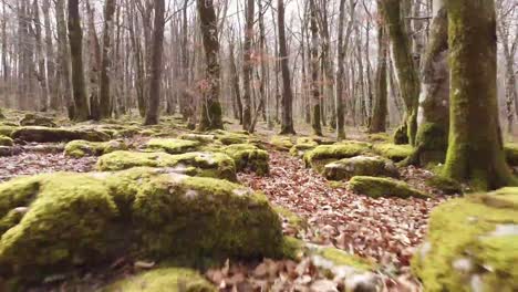 drone over a deciduous forest