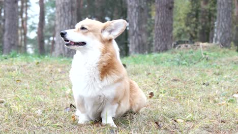 funny welsh corgi looking, sitting on the grass