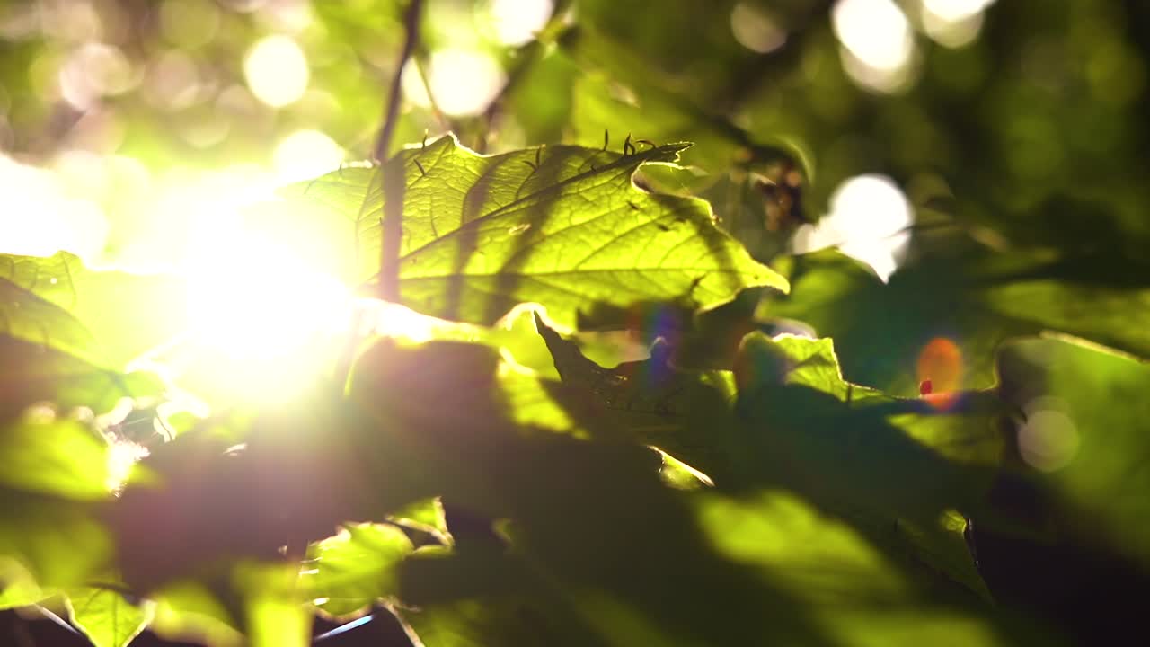 Lens Flare on Leaves in North American Forest