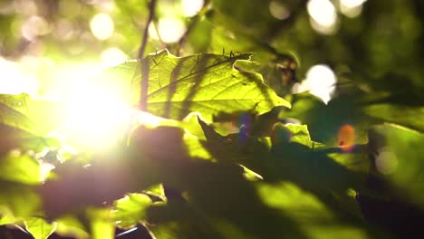 lens flare on leaves in north american forest