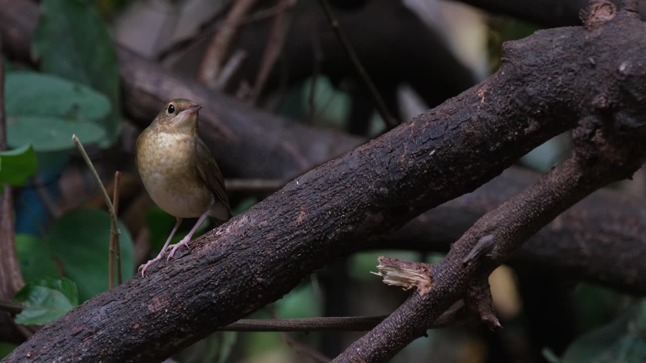 inclinando su cabeza y moviéndola mientras mira hacia arriba mientras se alza en una gran rama, robin azul siberiano larvivora cyane, tailandia