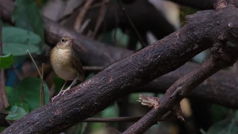 Tilting-its-head-and-moves-it-as-it-looks-up-while-perched-on-a-big-branch,-Siberian-Blue-Robin-Larvivora-cyane,-Thailand