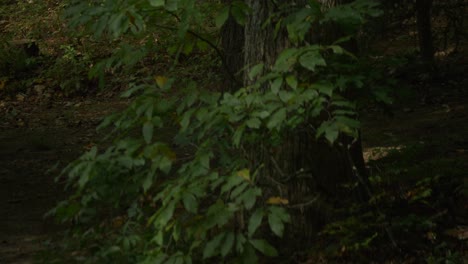 Girl-walking-through-the-woods-alone.-Slow-motion