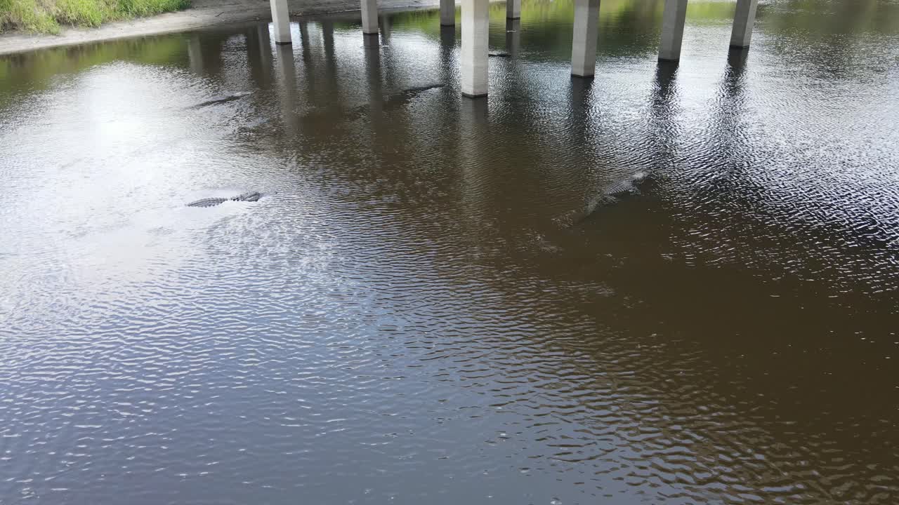 a group of very large alligators swim under the bridge in Myakka State Park, in Sarasota, Florida