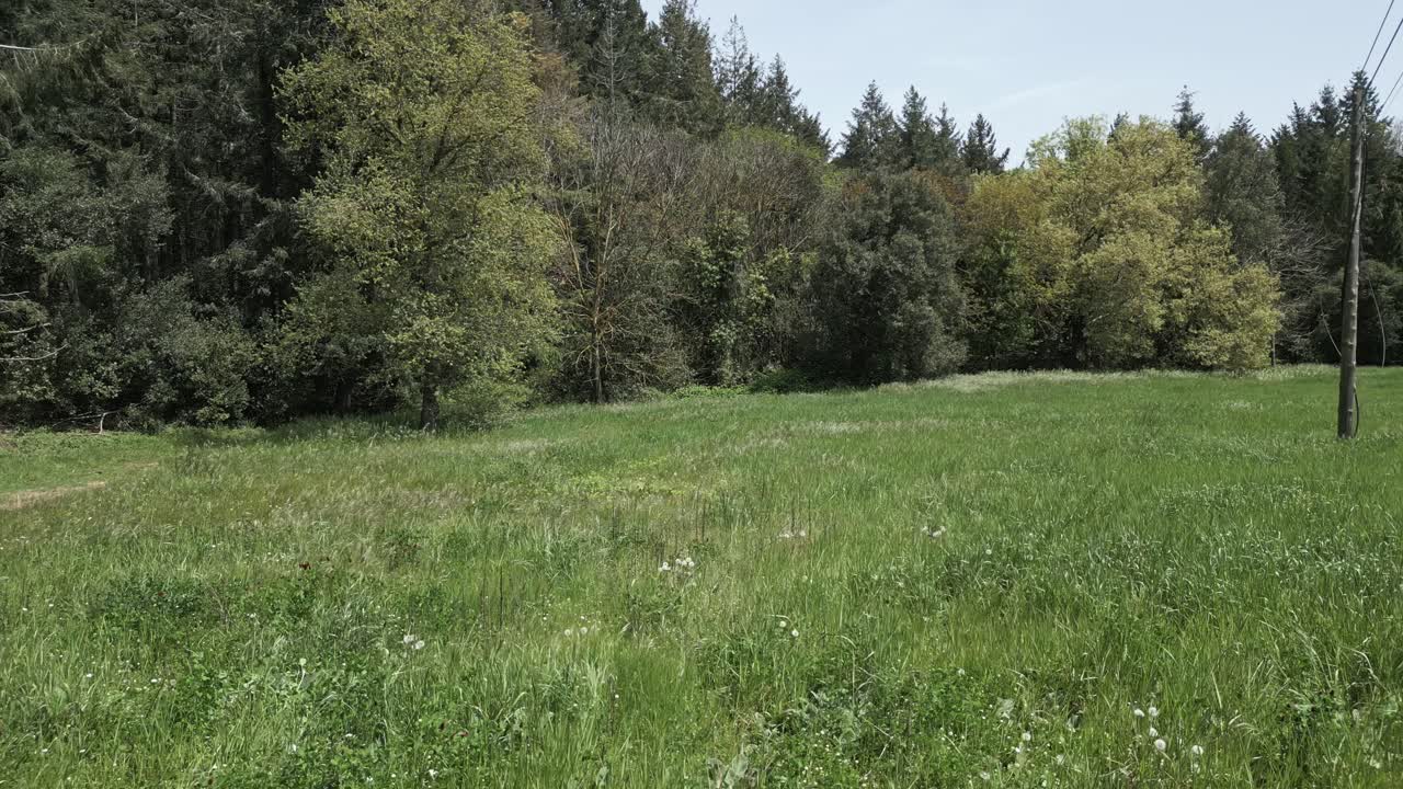 Energetic black and white dog running freely across lush green meadow near forest, embodying joy and playfulness under bright sunny skies