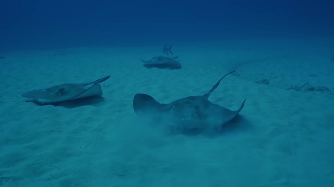 Three stingrays swimming low over the bright sandy bottom adjacent to the coral reefs in the crystal-clear, turquoise waters of Cozumel, México, a classic sight for divers and snorkelers