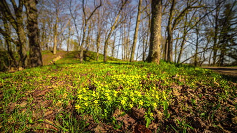 Hermosas-Flores-Silvestres-Que-Florecen-En-El-Suelo-Del-Parque-Forestal-En-Un-Día-Soleado,-Lapso-De-Tiempo