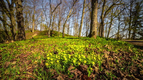 hermosas flores silvestres floreciendo en el suelo del parque forestal en un día soleado, lapso de tiempo