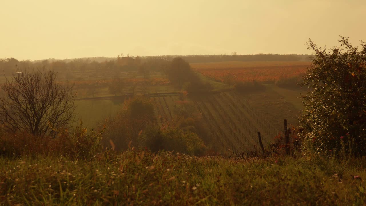 Fields and vineyards on a hill