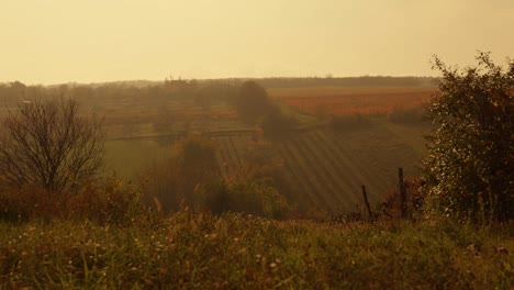 Campos-Y-Viñedos-En-Una-Colina