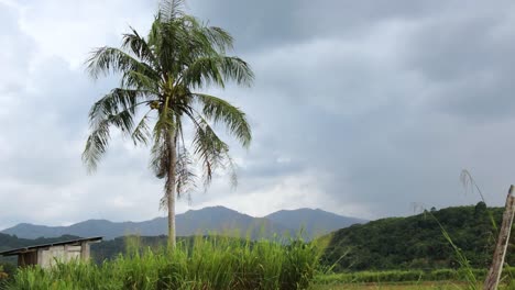 A-static-shot-of-a-coconut-tree-and-a-cottage