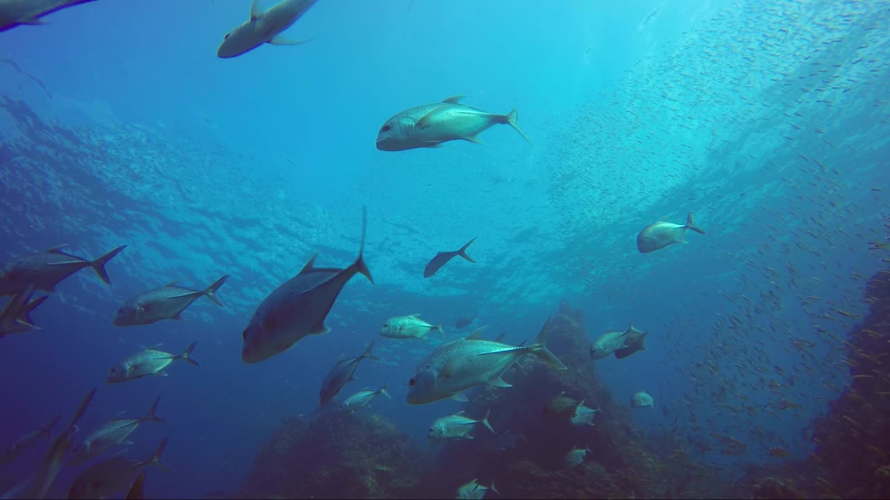 자이언트 트레발이 아름다운 산호초 위를 슬로우 모션으로 헤엄칩니다.