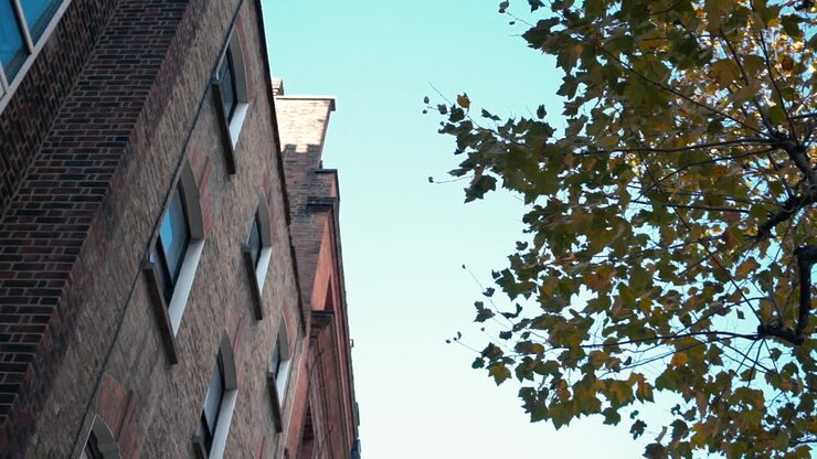 Alberi autunnali nel centro di Londra