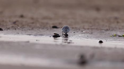 sandpiper feeding on the shore