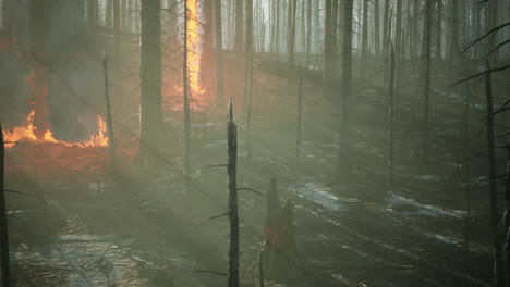 Waldbrand-Und-Umgestürzter-Baum-Werden-Mit-Viel-Rauch-Bis-Auf-Die-Grundmauern-Niedergebrannt