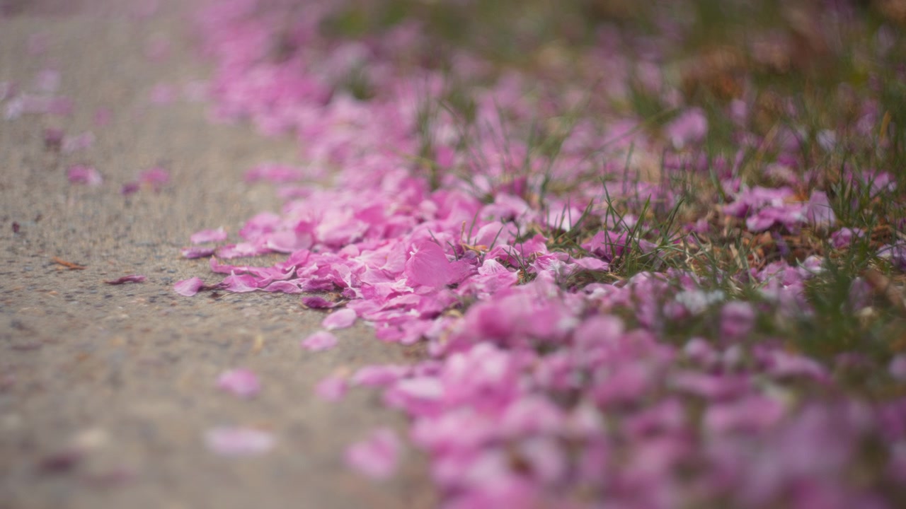 Cherry flower petals lying on the ground
