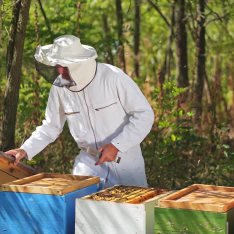 apiary in forest. beekeeper in protective suit and hat examining hives among beautiful green nature. male apiarist working near wooden beehives