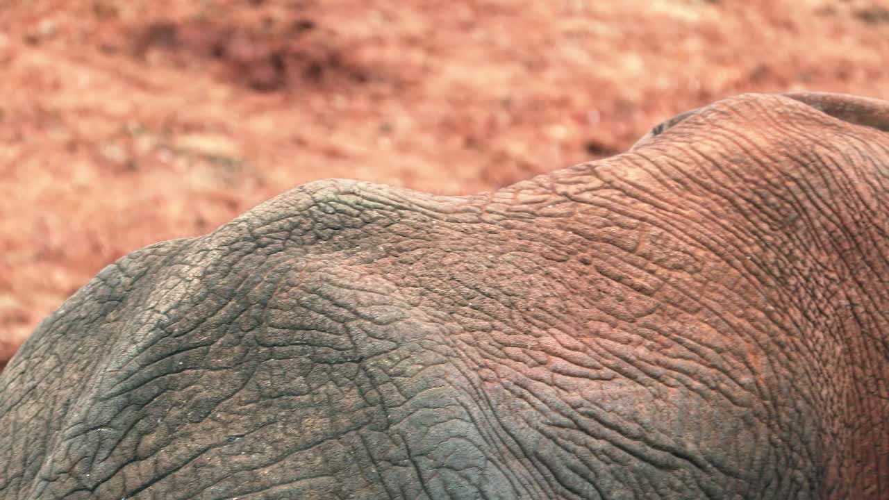 vista detallada de la piel arrugada del elefante africano con tierra