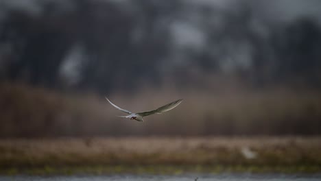 Die-Flussseeschwalbe-Fliegt-Nach-Dem-Tauchen-Im-Wasser-Nach-Fischen