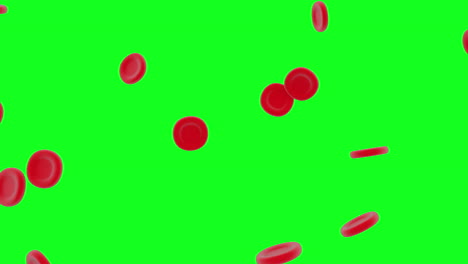 microscopic view of abstract red blood cells falling on green screen