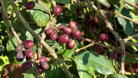 close up of ripe red coffee cherries on a branch