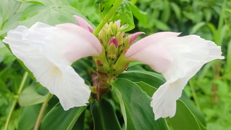 Nahaufnahme-Von-Ameisen-Auf-Einer-Blume