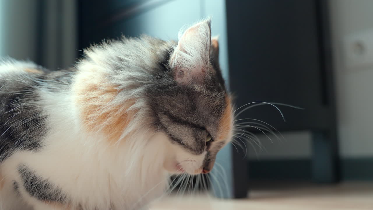 gato comiendo comida para mascotas de la mano en el primer plano de casa
