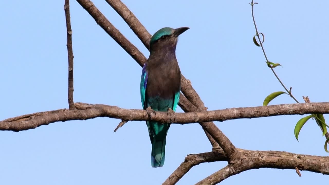 인디언 롤러는 태국에서 흔히 볼 수 있으며 지방 및 국립 공원을 여행할 때 쉽게 볼 수 있습니다.