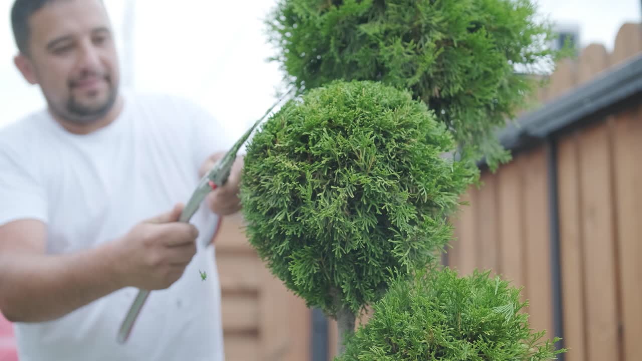 hombre recortando el árbol topiario en el jardín del patio trasero para el paisajismo y el mantenimiento