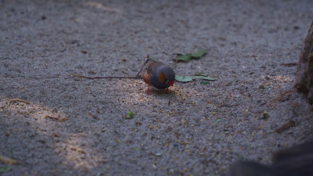 Cute little zebra finch or chestnut-eared finch, taeniopygia guttata spotted pecking and foraging on the ground, close up shot of an Australian native bird species