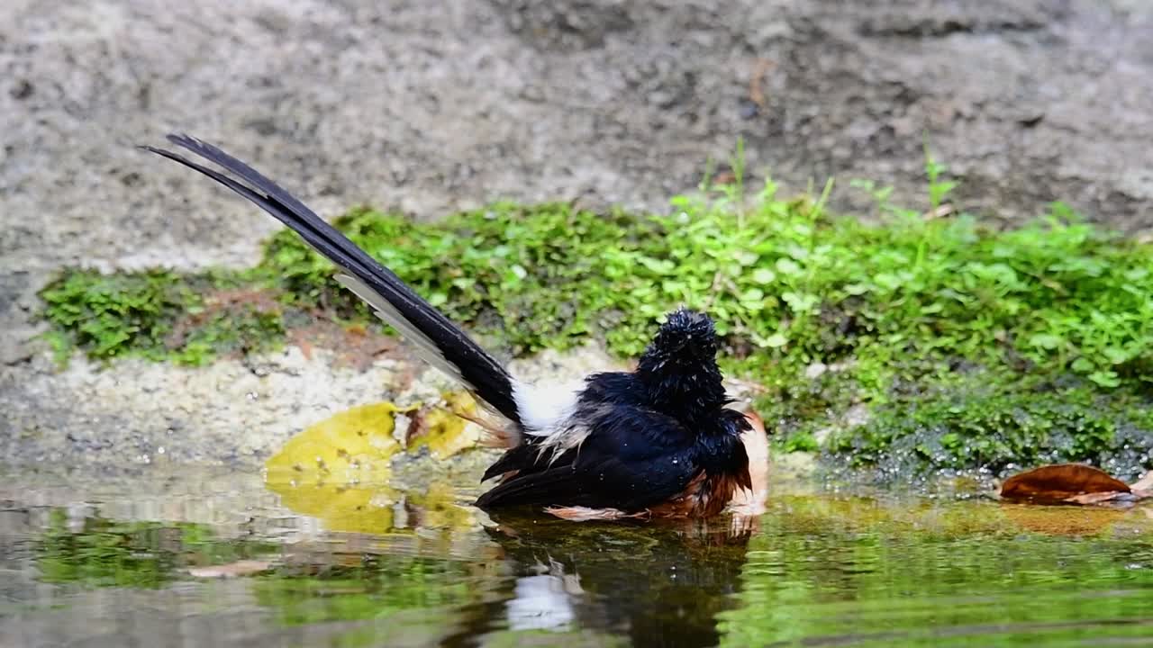 shama de rabadilla blanca bañándose en el bosque durante un día caluroso, copsychus malabaricus, en cámara lenta