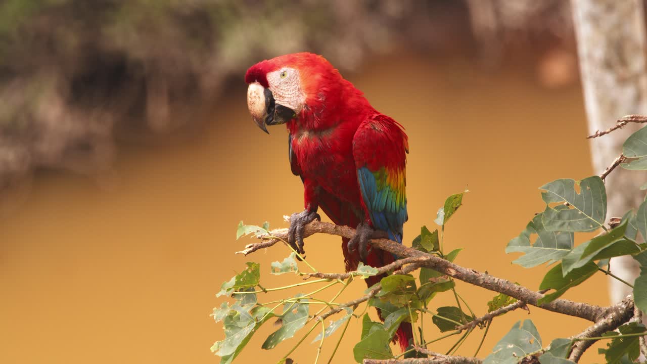 Scarlet Macaw preening on a branch, vivid plumage gleaming, muddy Amazon river flowing in the backdrop.