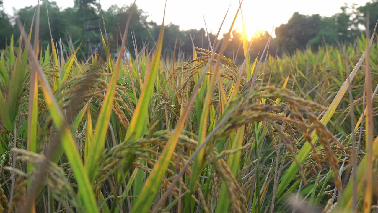 Luce solare dorata su un campo di riso in maturazione