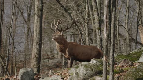 majestic red deer standing and looking around at parc omega - safari park in quebec, canada