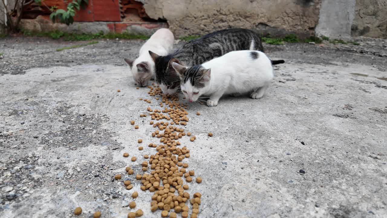 Katzen genießen ihr Futter langsam im Freien, ruhig und neugierig