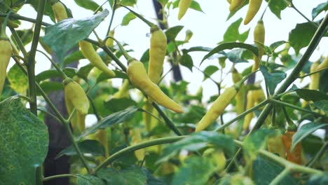 primer plano de chile amarillo fresco que crece en una plantación iluminada por el sol de la mañana-1